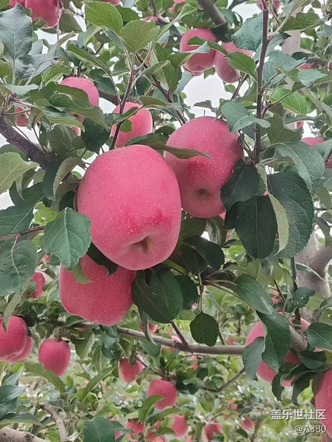 【最美秋色醉人心】蘋果樹