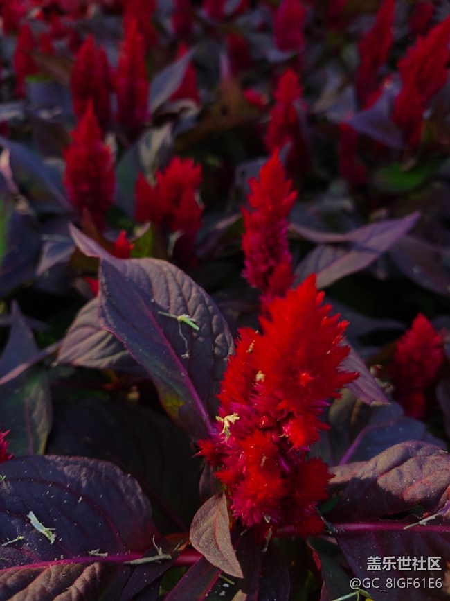 【五顏六色的秋天】彩色秋天