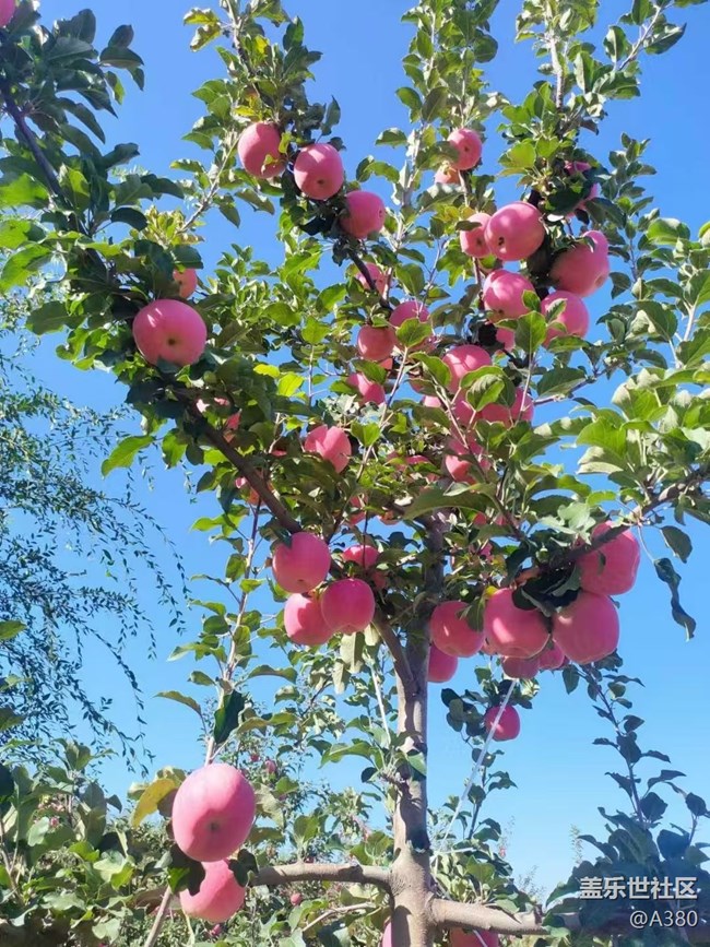 【最美秋色醉人心】蘋果樹