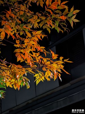 【靜美時分】+秋雨綿綿