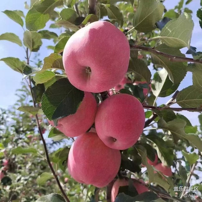 【最美秋色醉人心】蘋果樹