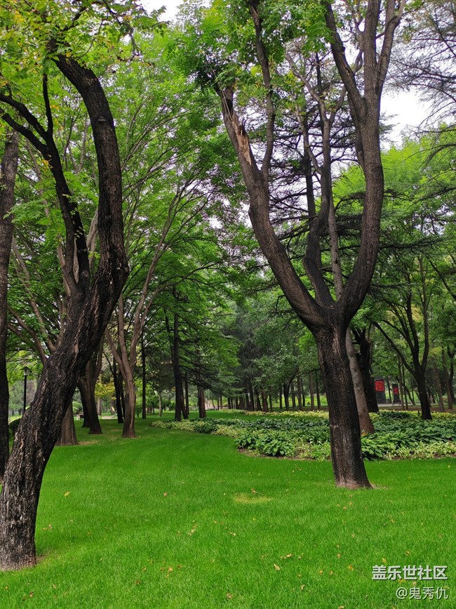 【Galaxy影像】自然的律動+爬山虎