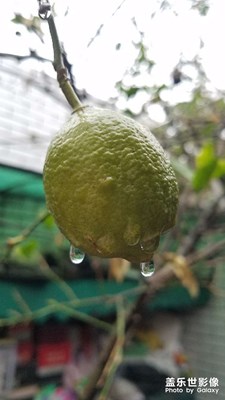 【靜美時(shí)分】S七驚喜