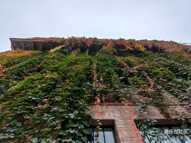 【Galaxy影像】自然的律動+爬山虎