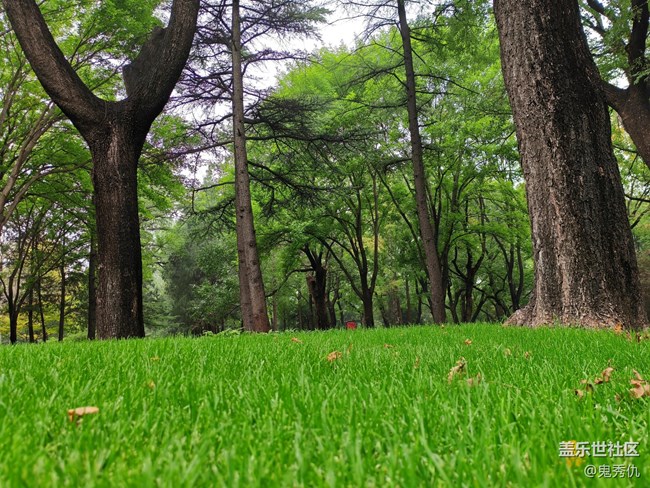 【Galaxy影像】自然的律動+爬山虎