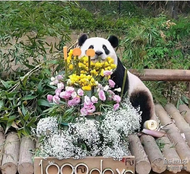 【留存的照片】熊貓