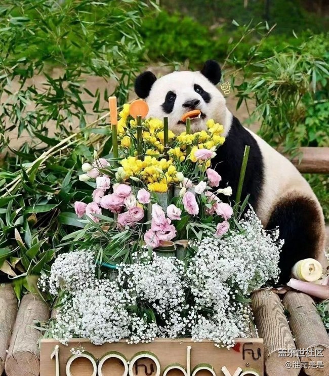 【留存的照片】熊貓