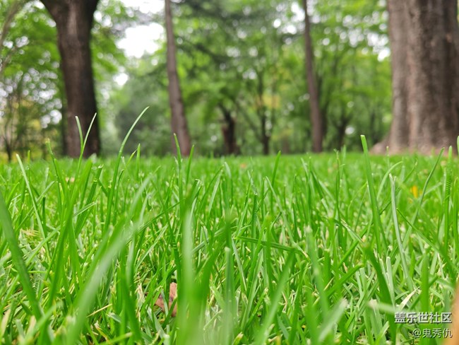 【Galaxy影像】自然的律動+爬山虎