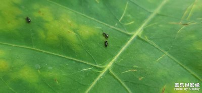 【靜美時分】+螞蟻世界