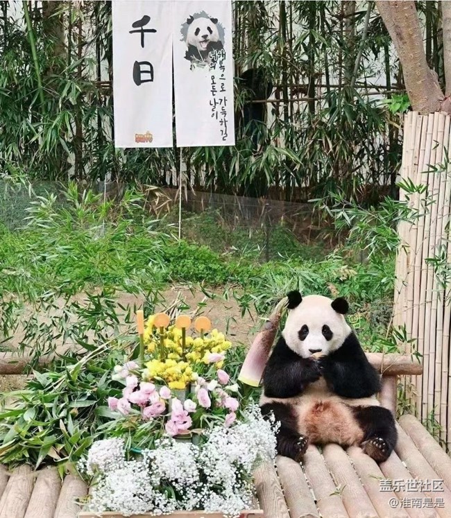 【留存的照片】熊貓