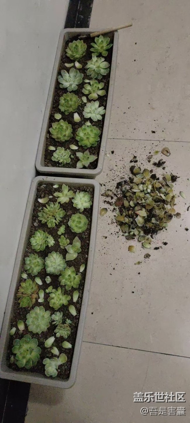 【留存的照片】種花