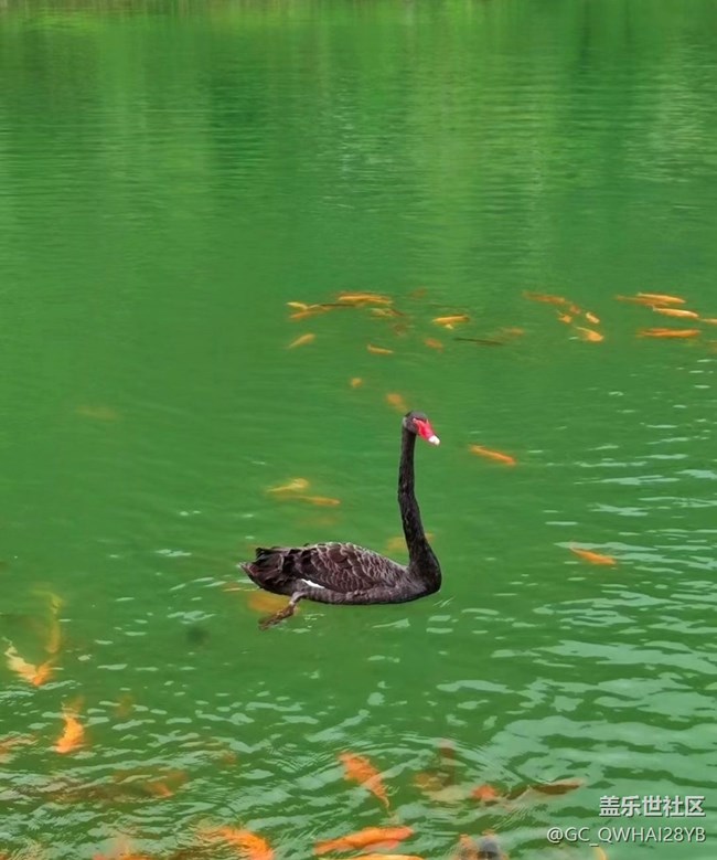 【留存的照片】大自然的動(dòng)物