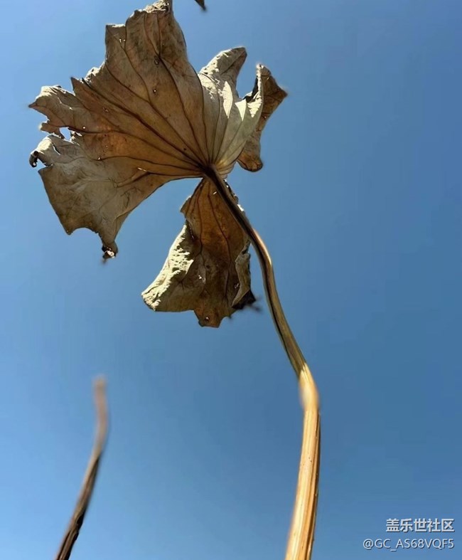 【與國同慶】殘荷