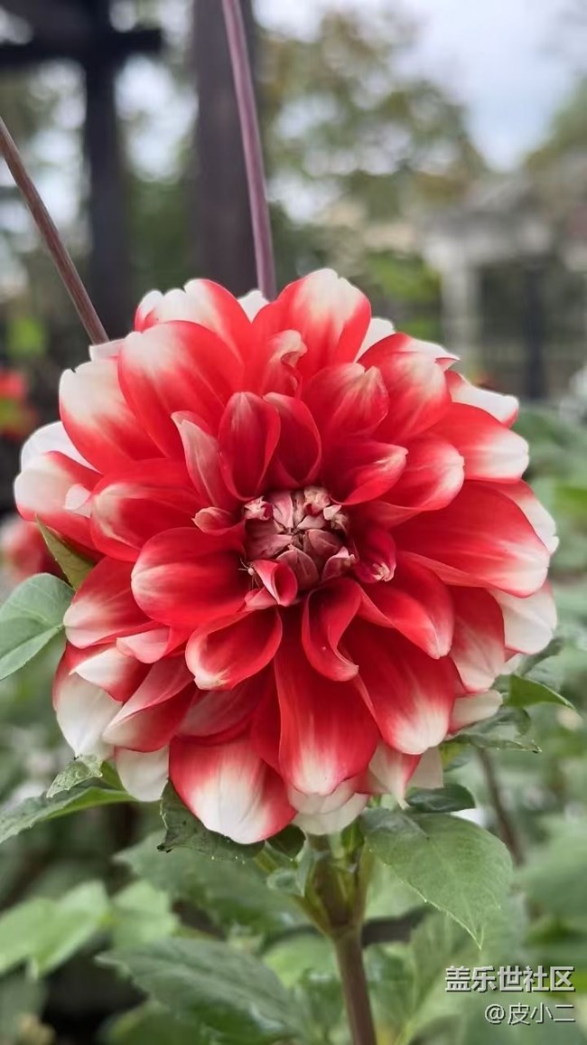 【Galaxy影像】自然的律動(dòng)+ 花開(kāi)富貴