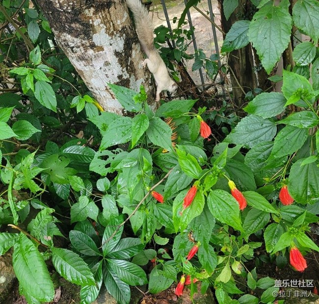 【留存的照片】白松鼠