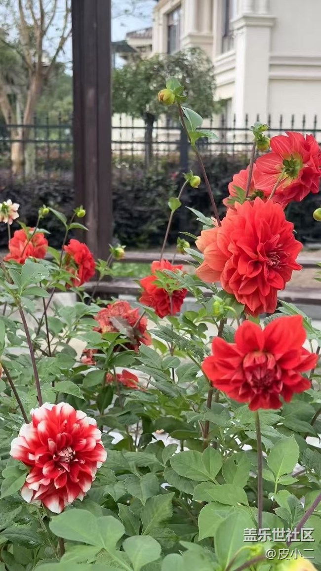 【Galaxy影像】自然的律動(dòng)+ 花開(kāi)富貴