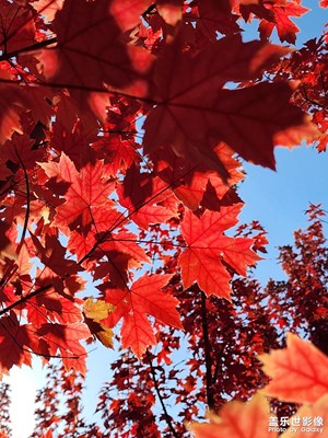 【靜美時(shí)分】秋色