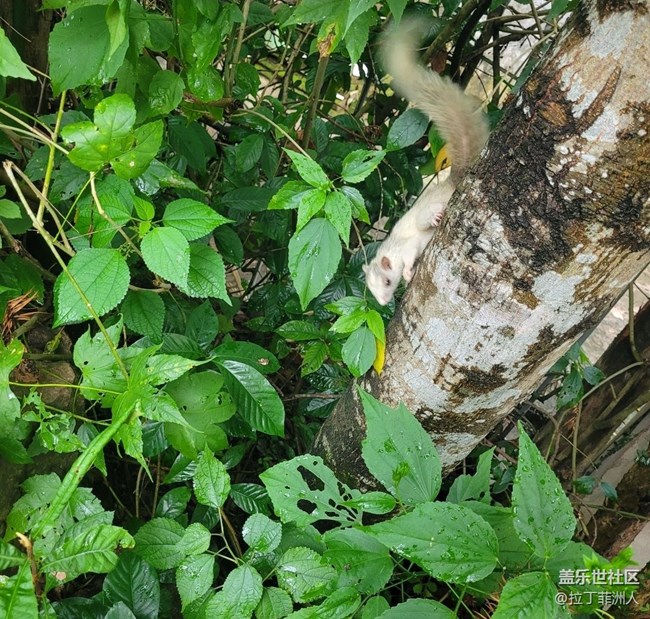 【留存的照片】白松鼠