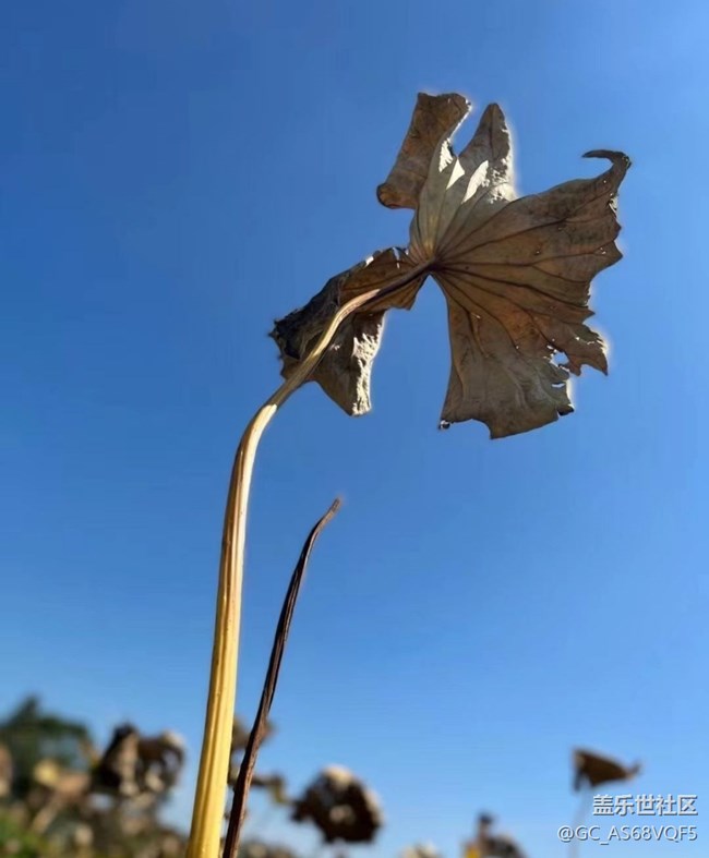 【與國同慶】殘荷
