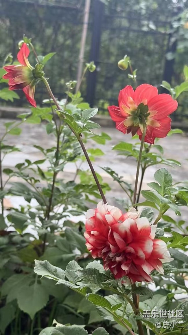 【Galaxy影像】自然的律動(dòng)+ 花開(kāi)富貴