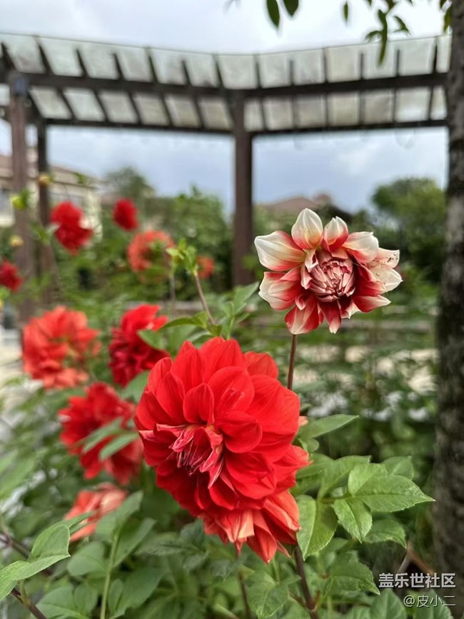 【Galaxy影像】自然的律動(dòng)+ 花開(kāi)富貴