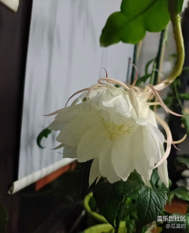 【留存的照片】曇花一現(xiàn)
