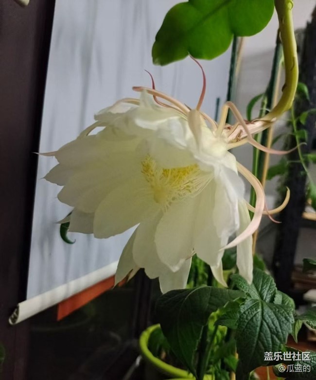【留存的照片】曇花一現(xiàn)