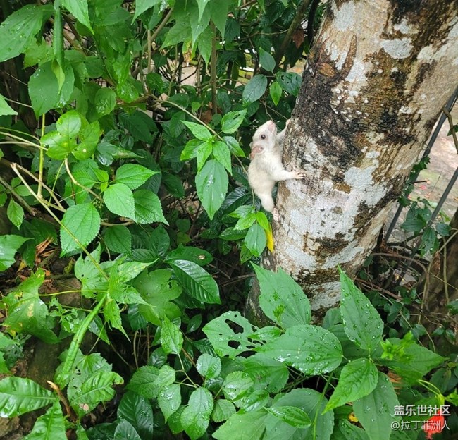 【留存的照片】白松鼠