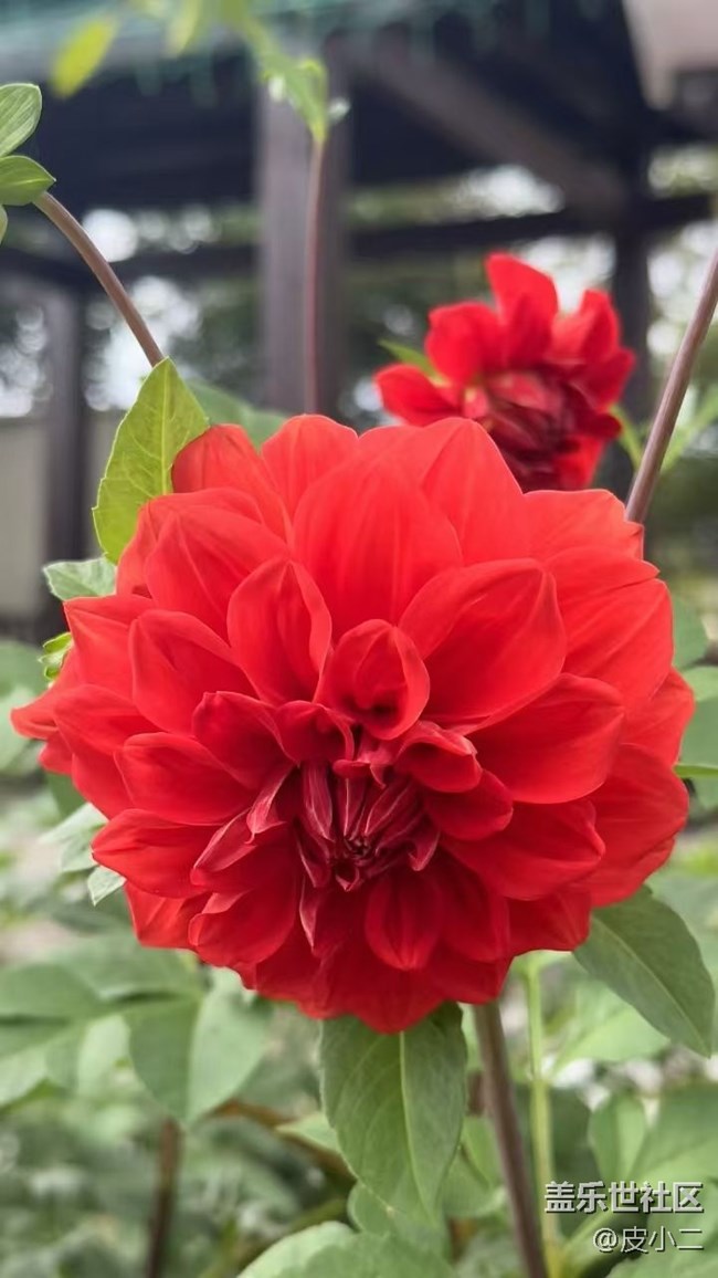 【Galaxy影像】自然的律動(dòng)+ 花開(kāi)富貴