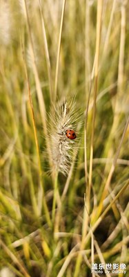 秋日一點(diǎn)紅