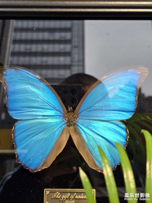 【靜美時(shí)分】美麗的蝴蝶