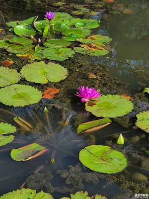 【靜美時分】+睡蓮
