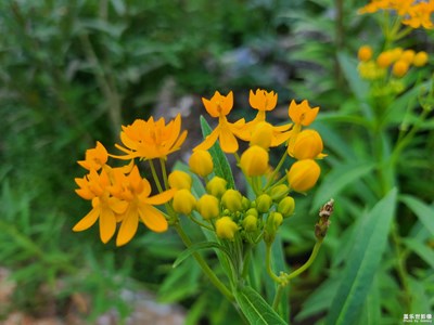【靜美時分】+靜待花開