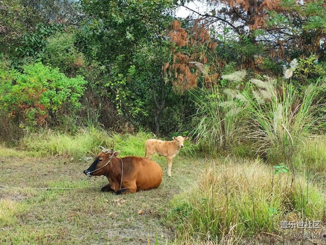【Galaxy影像】自然的律動+ 回歸自然