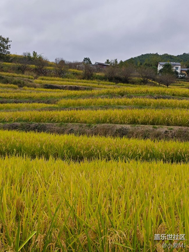 【最美秋色醉人心】鄉(xiāng)村美景