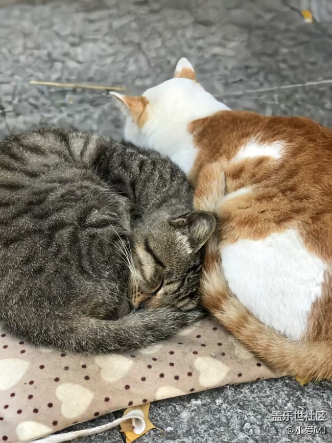 【AI 智能攝影】