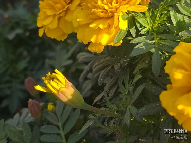 #十月中的小美好——花