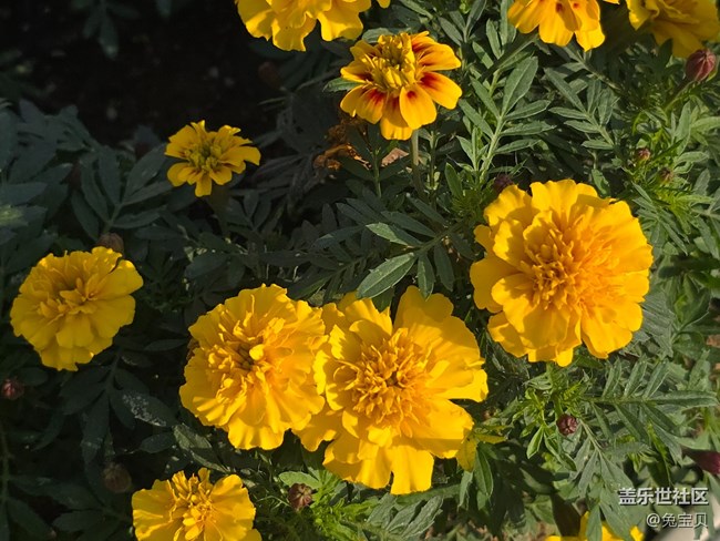 #十月中的小美好——花