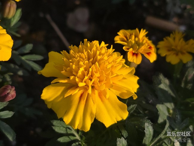 #十月中的小美好——花