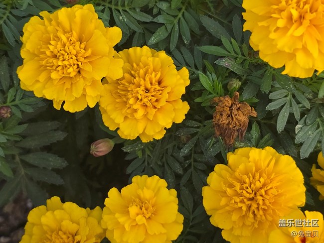 #十月中的小美好——花