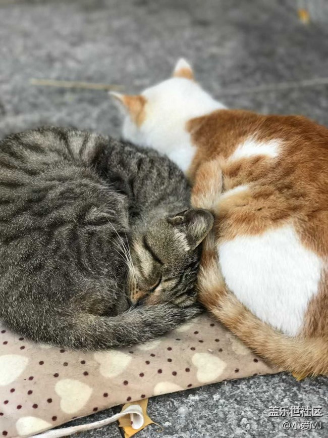 【AI 智能攝影】