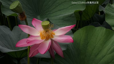 Galaxy S23Ultra   初見秋荷