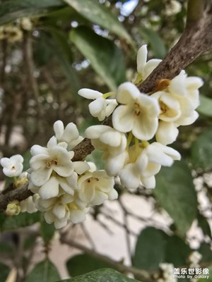 【我眼前的世界】+桂花香