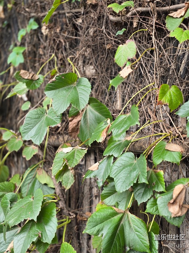 #十月中的小美好——馬路