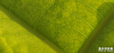 【我眼前的世界】+綠葉山河