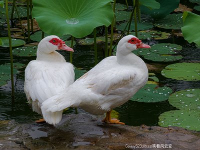 Galaxy S23Ultra 秋雨中的鴨鴨