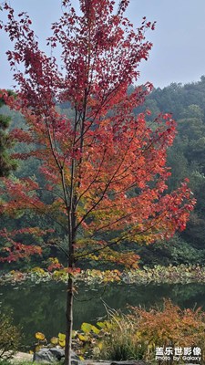 賞秋①