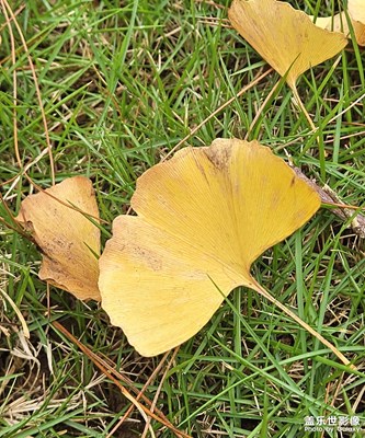 【我眼前的世界】+銀杏葉之語