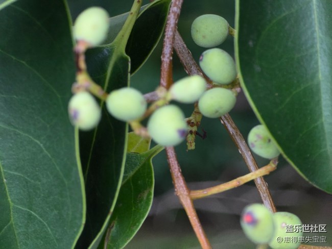 #十月中的小美好——桂花香