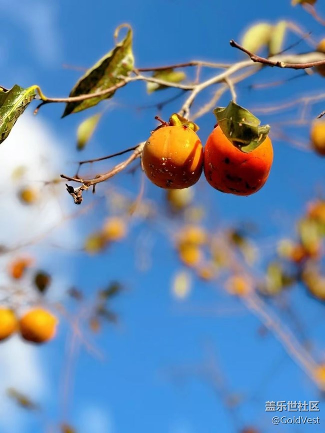 【金秋色彩】秋天的美 【金秋色彩】秋天的美